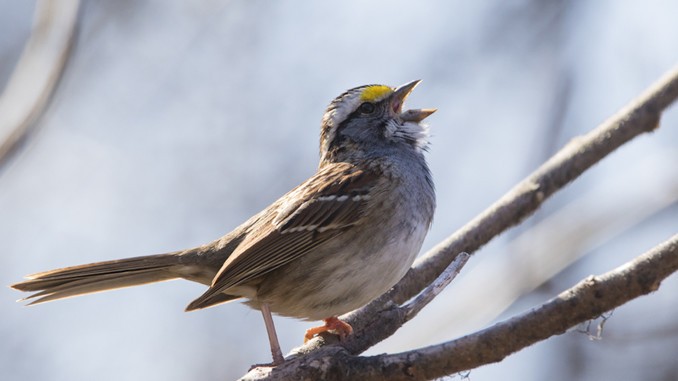 Bird