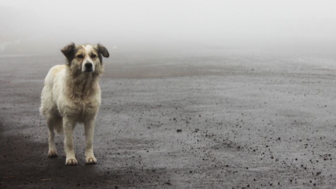 white dog